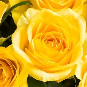 Meet your Posher, Payton